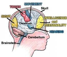 brain neuropsychology children parts diagram human ph february pm